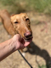 GALA, Hund, Podenco in Spanien - Bild 3