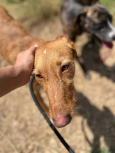 GALA, Hund, Podenco in Spanien - Bild 4