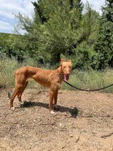 GALA, Hund, Podenco in Spanien - Bild 5