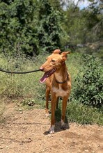 GALA, Hund, Podenco in Spanien - Bild 8
