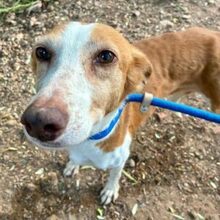 CHERRY, Hund, Podenco in Spanien - Bild 1