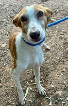 CHERRY, Hund, Podenco in Spanien - Bild 2