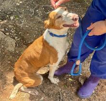 CHERRY, Hund, Podenco in Spanien - Bild 3