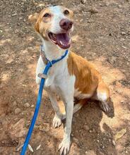 CHERRY, Hund, Podenco in Spanien - Bild 4