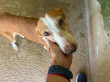CHERRY, Hund, Podenco in Spanien - Bild 6