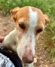 CHERRY, Hund, Podenco in Spanien - Bild 7