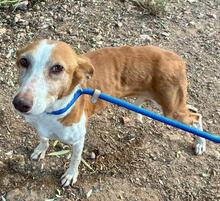 CHERRY, Hund, Podenco in Spanien - Bild 8