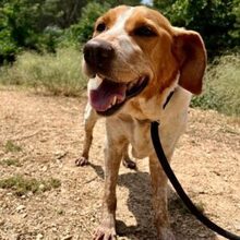 CHERRY, Hund, Bretonischer Spaniel-Mix in Spanien - Bild 1