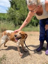 CHERRY, Hund, Bretonischer Spaniel-Mix in Spanien - Bild 2
