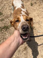 CHERRY, Hund, Bretonischer Spaniel-Mix in Spanien - Bild 3