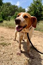 CHERRY, Hund, Bretonischer Spaniel-Mix in Spanien - Bild 4