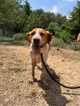 CHERRY, Hund, Bretonischer Spaniel-Mix in Spanien - Bild 5