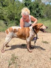 CHERRY, Hund, Bretonischer Spaniel-Mix in Spanien - Bild 6