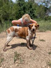 CHERRY, Hund, Bretonischer Spaniel-Mix in Spanien - Bild 7