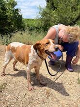 CHERRY, Hund, Bretonischer Spaniel-Mix in Spanien - Bild 8