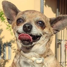 CHANEL, Hund, Chihuahua-Mix in Spanien - Bild 1
