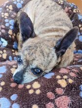 CHANEL, Hund, Chihuahua-Mix in Spanien - Bild 3
