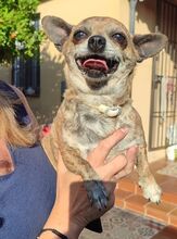 CHANEL, Hund, Chihuahua-Mix in Spanien - Bild 5
