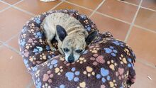 CHANEL, Hund, Chihuahua-Mix in Spanien - Bild 6