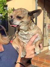 CHANEL, Hund, Chihuahua-Mix in Spanien - Bild 7
