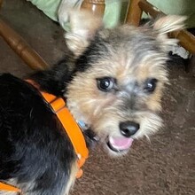 CAROL, Hund, Yorkshire Terrier-Mix in Velbert - Bild 1