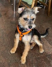 CAROL, Hund, Yorkshire Terrier-Mix in Velbert - Bild 2