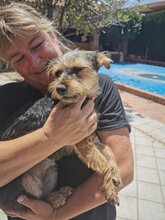 CAROL, Hund, Yorkshire Terrier-Mix in Velbert - Bild 3