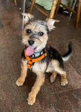 CAROL, Hund, Yorkshire Terrier-Mix in Velbert - Bild 4