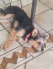 CAROL, Hund, Yorkshire Terrier-Mix in Velbert - Bild 6