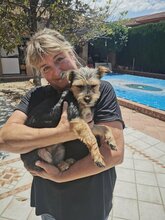 CAROL, Hund, Yorkshire Terrier-Mix in Velbert - Bild 7