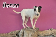 BONZO, Hund, Bodeguero Andaluz in Spanien - Bild 1