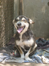 STELLA, Hund, Mischlingshund in Bulgarien - Bild 3