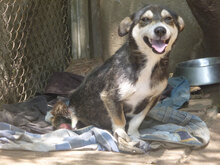 STELLA, Hund, Mischlingshund in Bulgarien - Bild 4