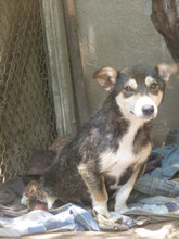 STELLA, Hund, Mischlingshund in Bulgarien - Bild 5