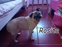 ROSITA, Hund, Mops in Portugal - Bild 1