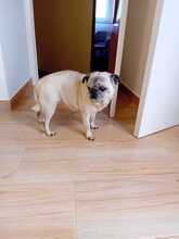 ROSITA, Hund, Mops in Portugal - Bild 2