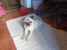 ROSITA, Hund, Mops in Portugal - Bild 3