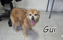 GUI, Hund, Mischlingshund in Portugal - Bild 1