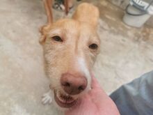 NOAH, Hund, Podenco-Mix in Spanien - Bild 1
