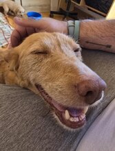 NOAH, Hund, Podenco-Mix in Spanien - Bild 2
