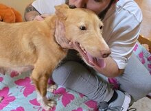 NOAH, Hund, Podenco-Mix in Spanien - Bild 3