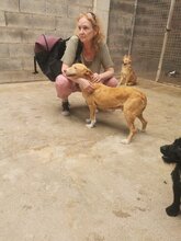 NOAH, Hund, Podenco-Mix in Spanien - Bild 6