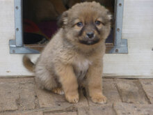 MOGLI, Hund, Mischlingshund in Bulgarien - Bild 10