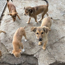 MOGLI, Hund, Mischlingshund in Bulgarien - Bild 2