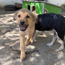MOGLI, Hund, Mischlingshund in Bulgarien - Bild 3