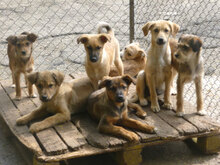 MOGLI, Hund, Mischlingshund in Bulgarien - Bild 4