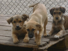 MOGLI, Hund, Mischlingshund in Bulgarien - Bild 5