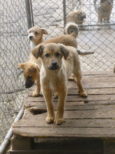MOGLI, Hund, Mischlingshund in Bulgarien - Bild 6