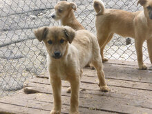 MOGLI, Hund, Mischlingshund in Bulgarien - Bild 7