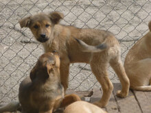 MOGLI, Hund, Mischlingshund in Bulgarien - Bild 8